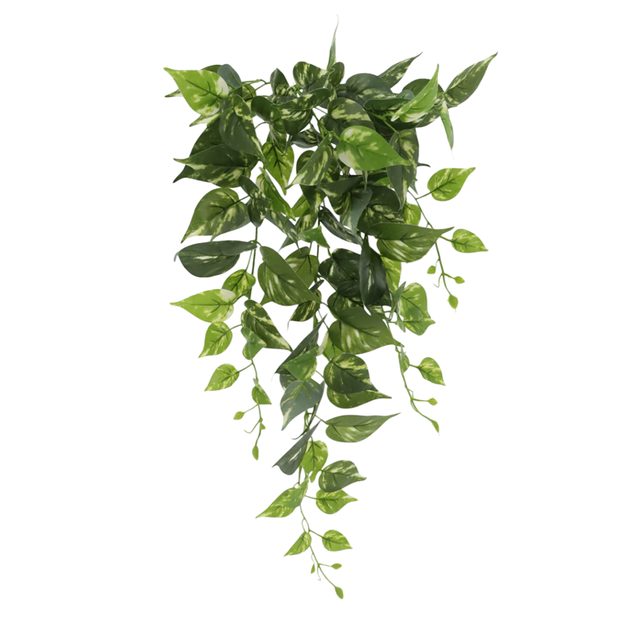 Variegated Pothos Plant