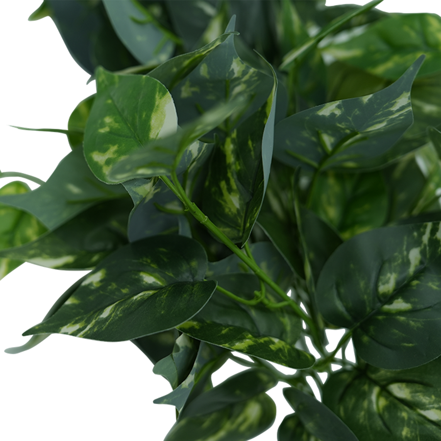 Variegated Pothos Plant