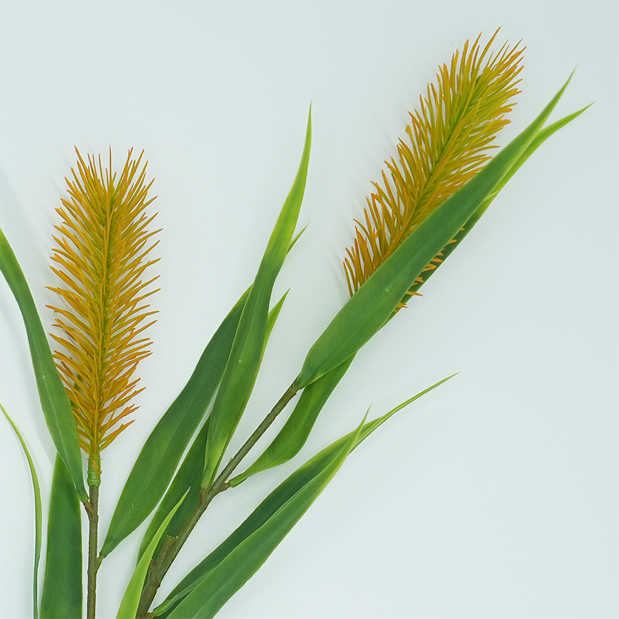 Meadow Bristle Grass