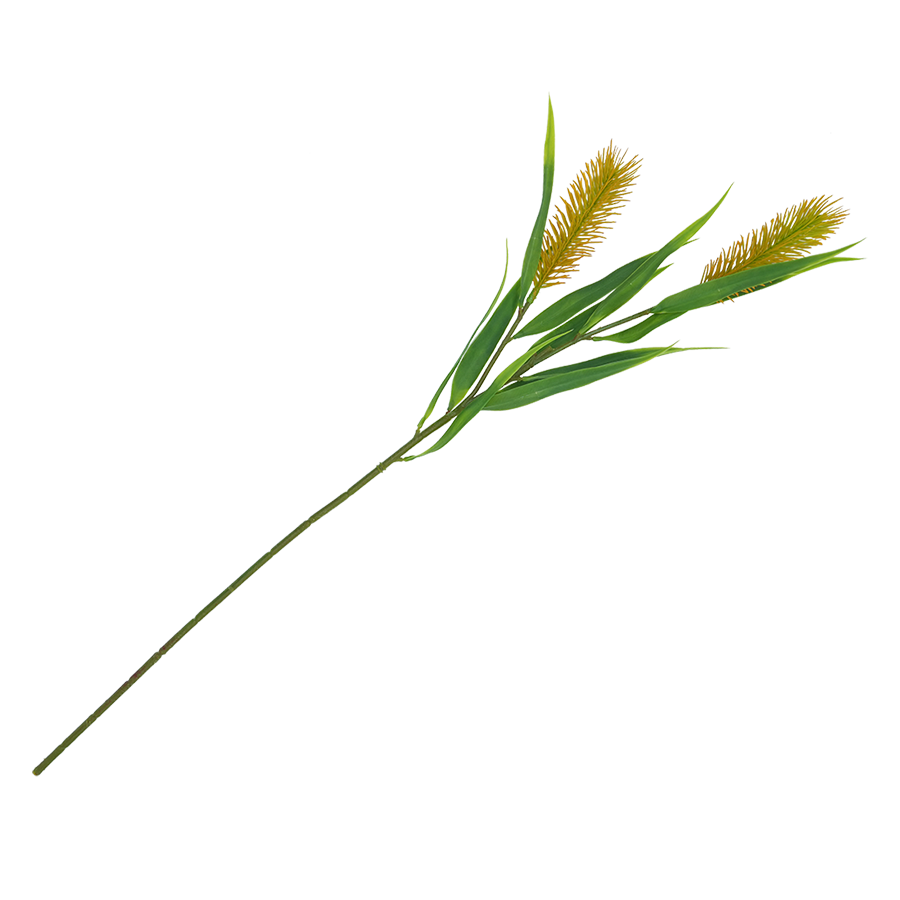 Meadow Bristle Grass