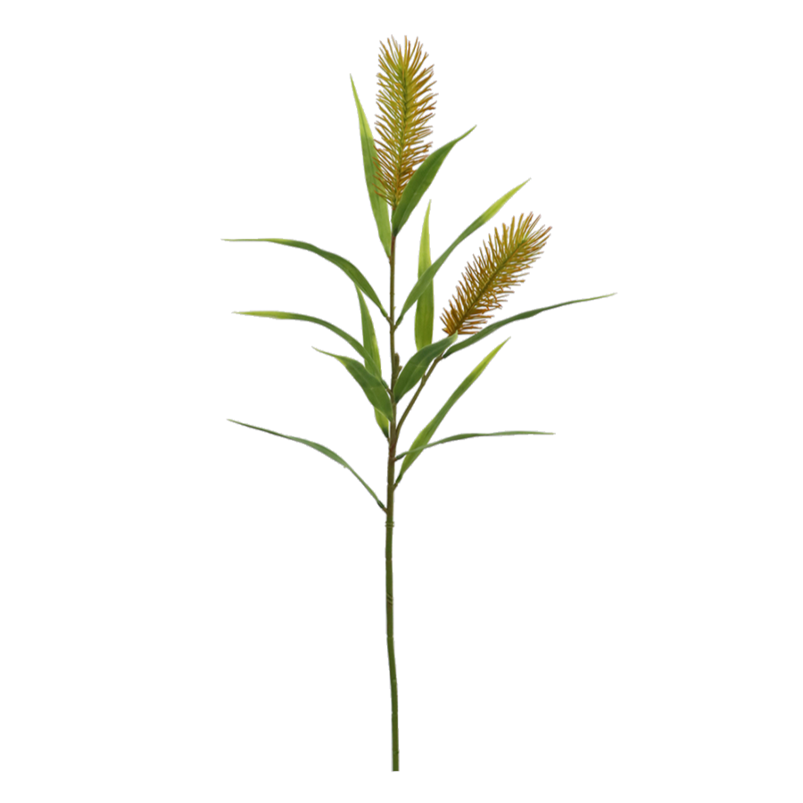 Meadow Bristle Grass