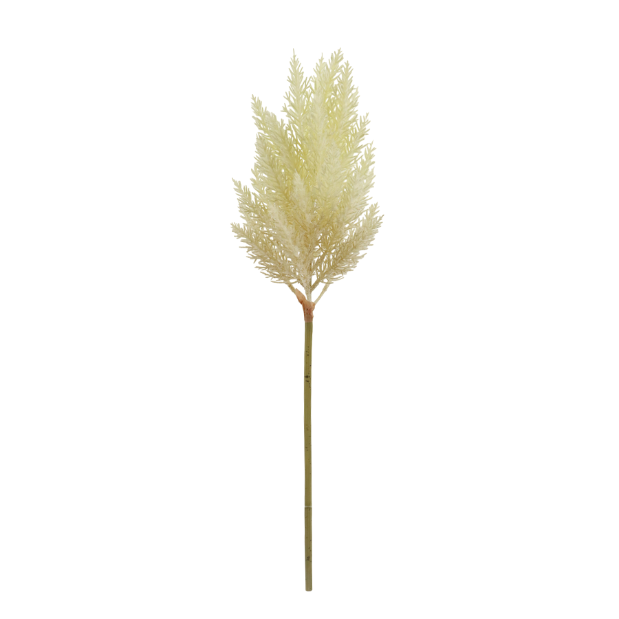 Cortaderia Grass