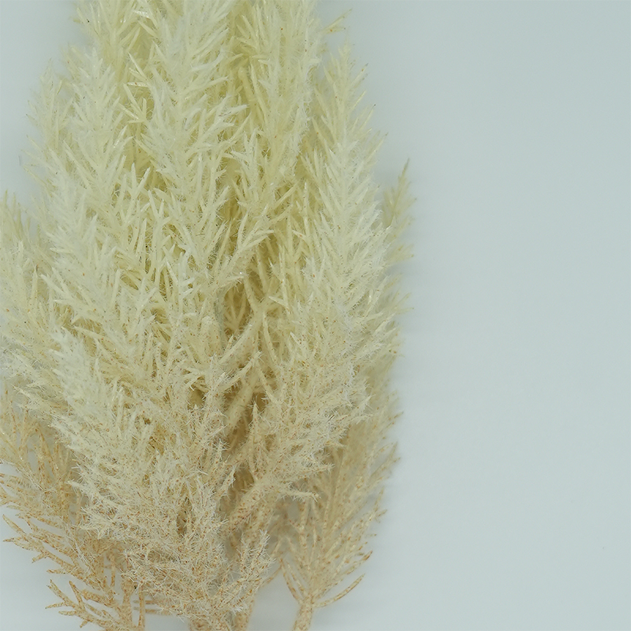 Cortaderia Grass