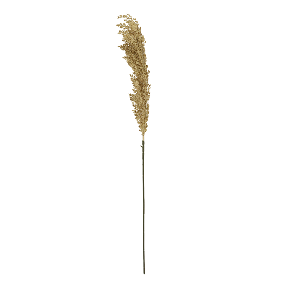 Reed Grass