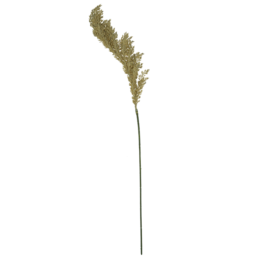 Reed Grass