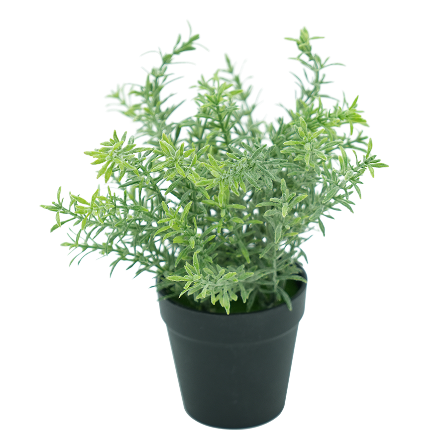 Evergreen Shrub