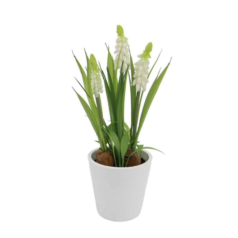 Hyacinth Plant