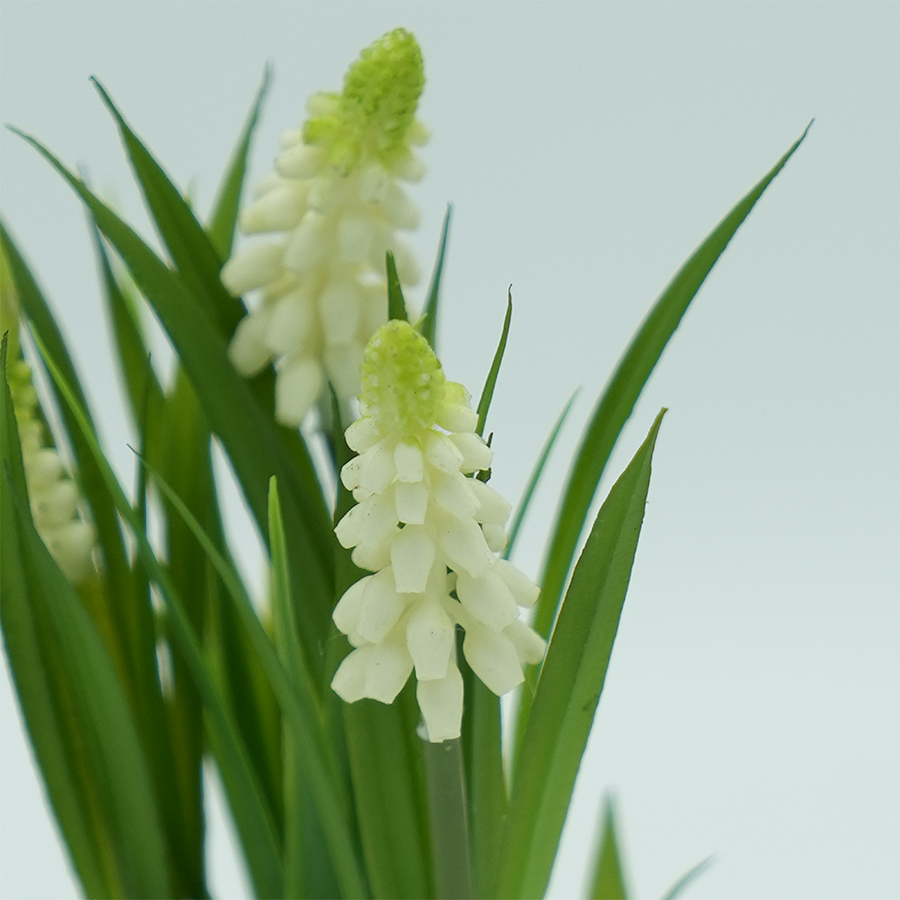 Hyacinth Plant