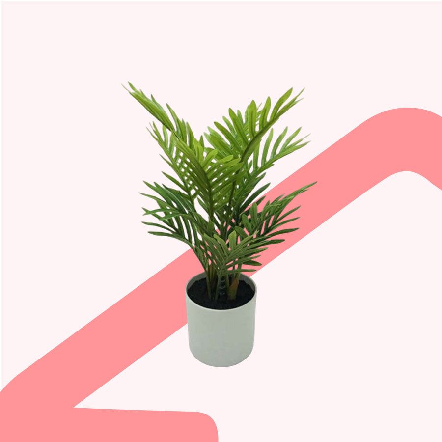 Florida Palm Potted Plant 35 cm