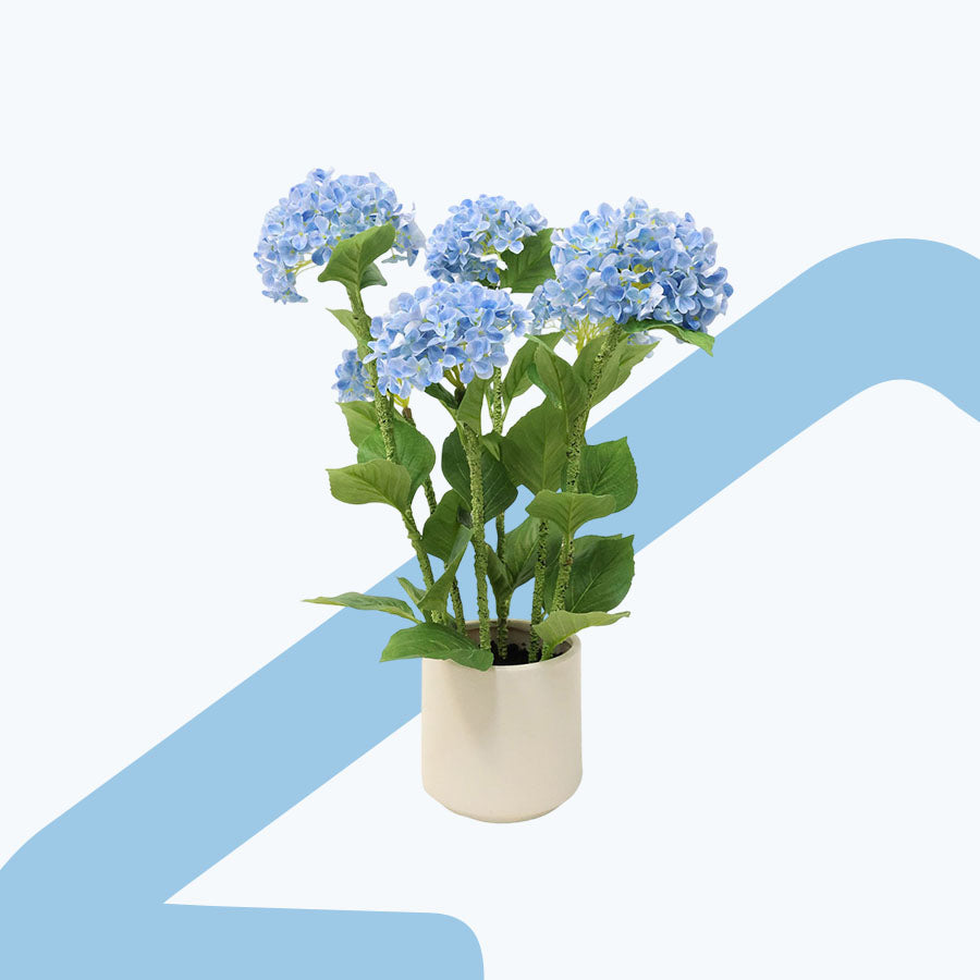 Hydrangea Potted 70 cm