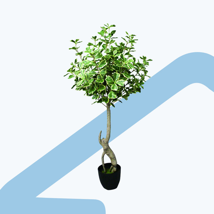Variegated Ficus Potted Plant 100 cm