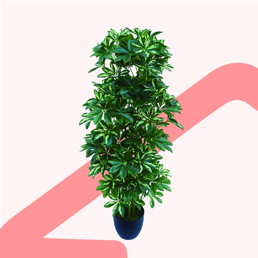 Schefflera Potted Plant 120 cm
