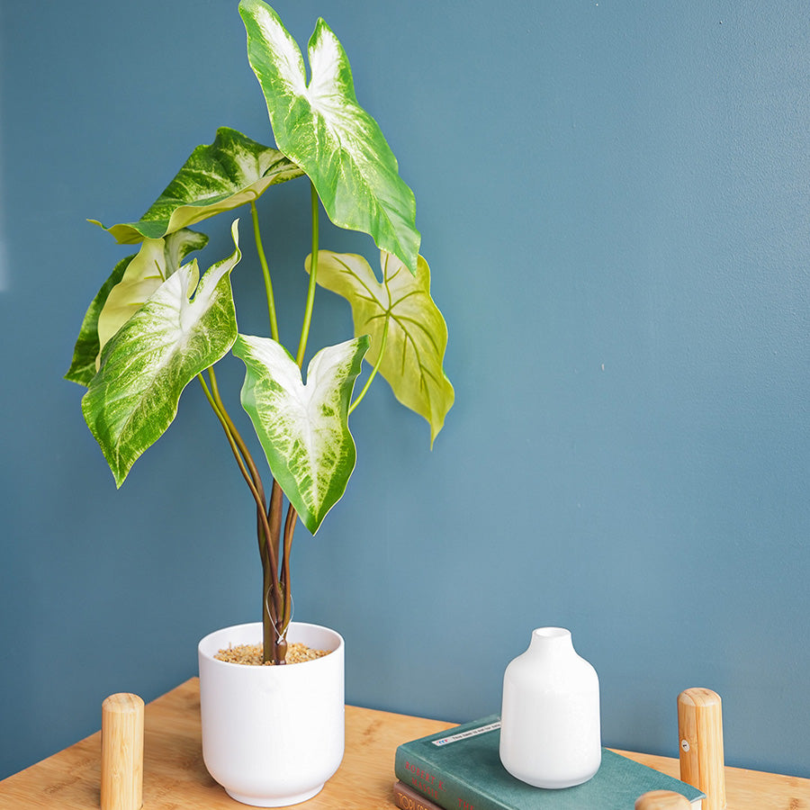 Alocasia Green Potted 65 cm