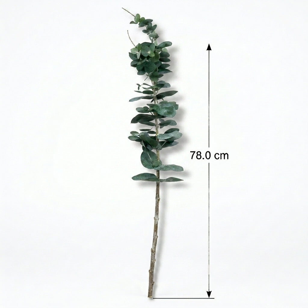 Spiral Eucalyptus Single Leaf