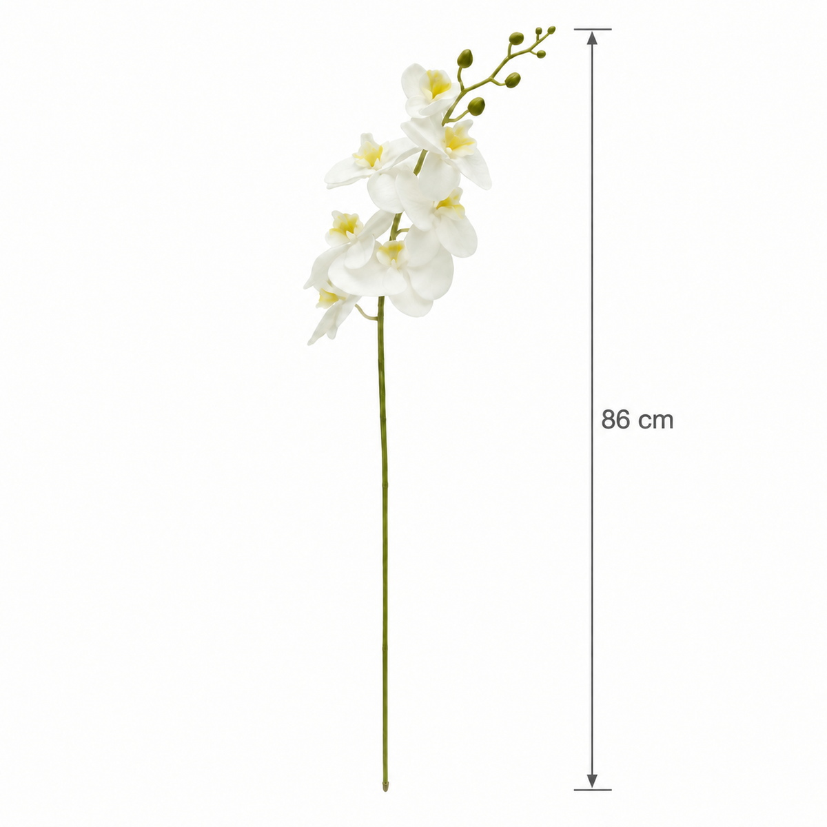 Phalaenopsis Single Flower