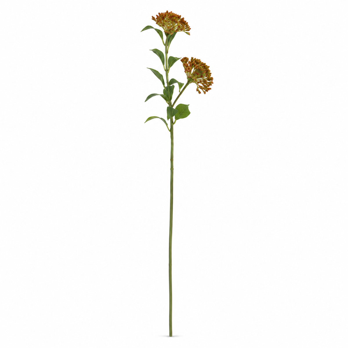 Lindera Flower