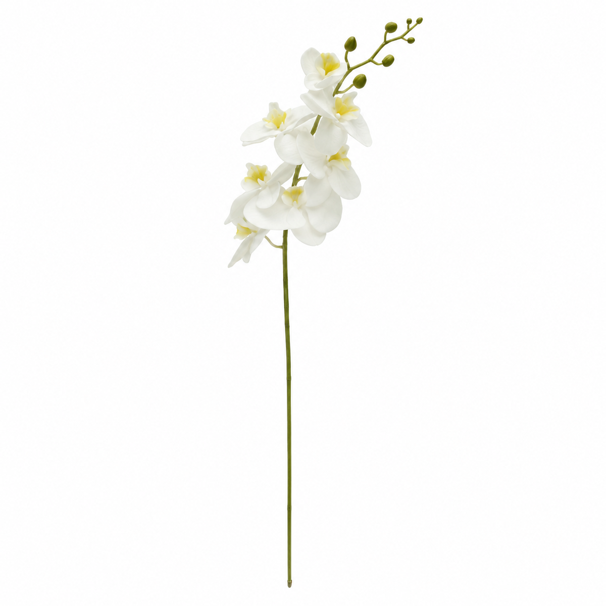 Phalaenopsis Single Flower