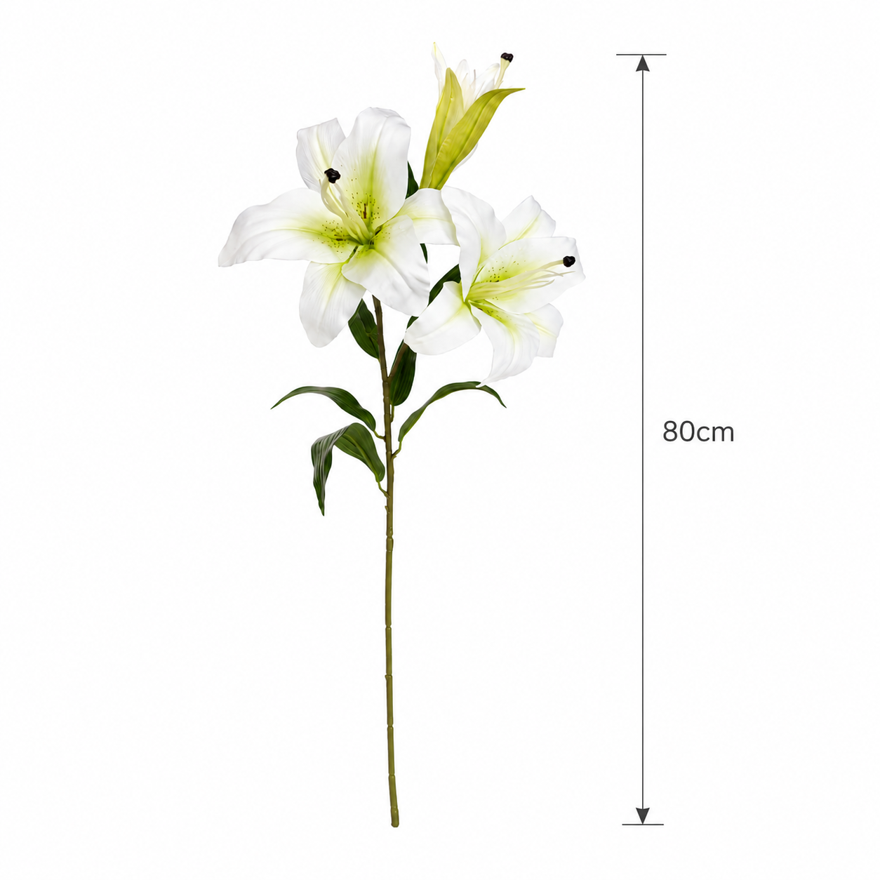 Lilium Single Stem 80 cm