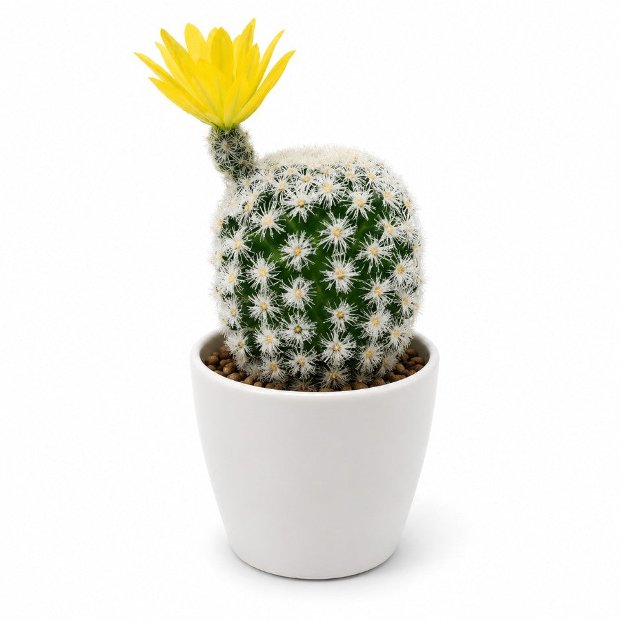 Notocactus