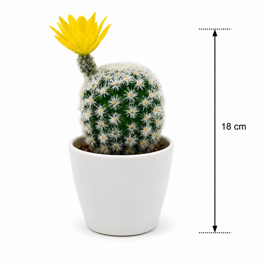 Notocactus