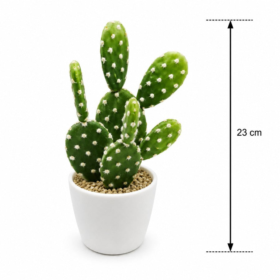 Bunny Ear Cactus