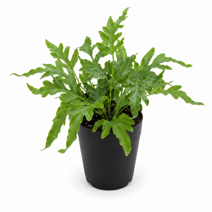 Blue Star Fern
