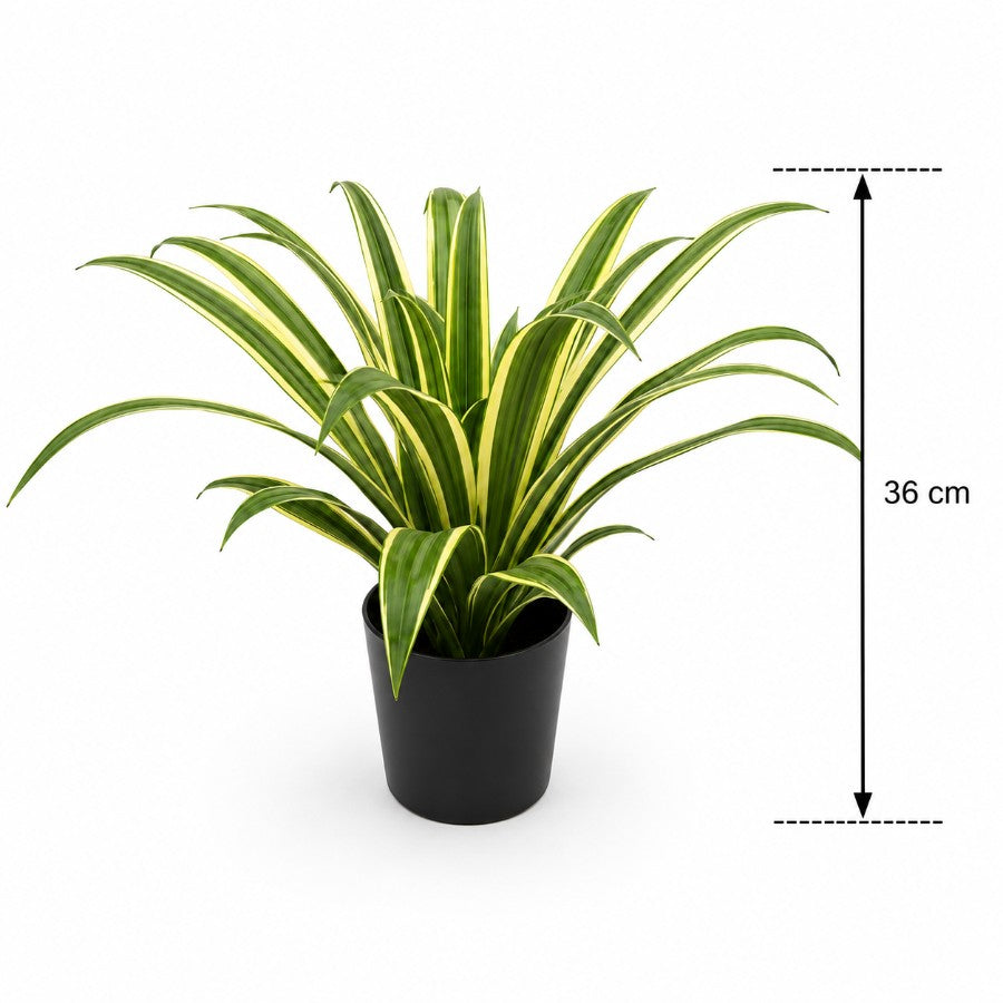 Variegated Agave 36cm