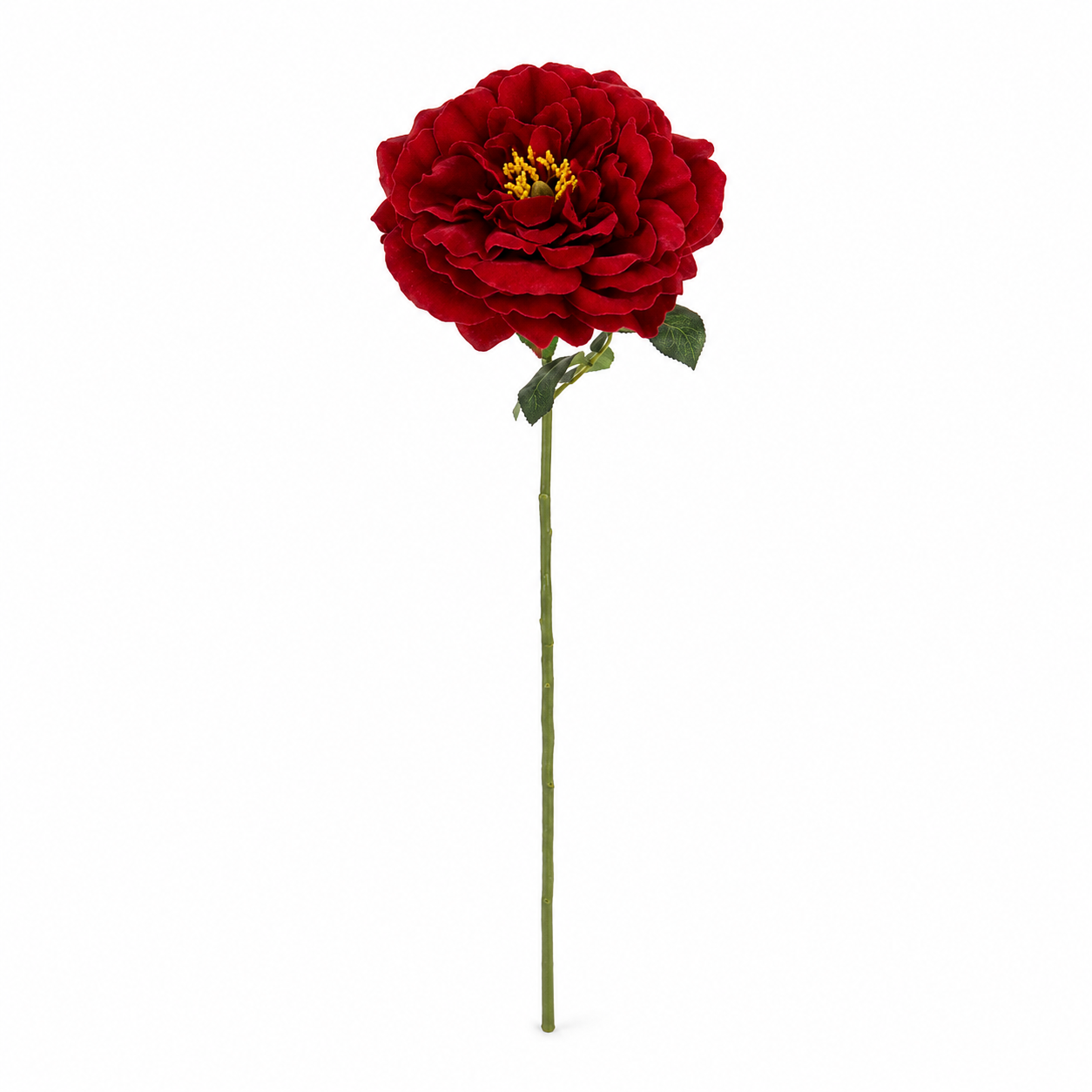 Grandiflora Rose Red