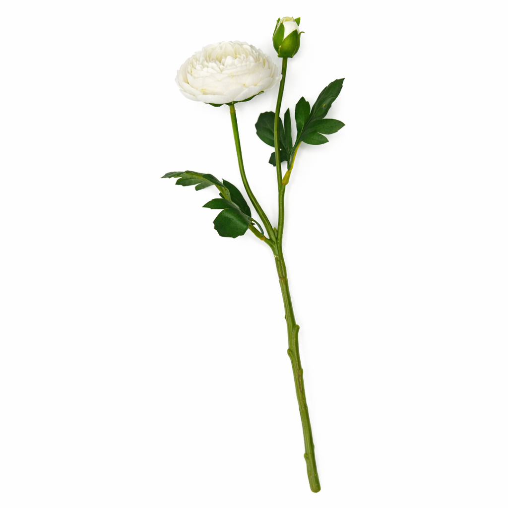 Ranunculous White