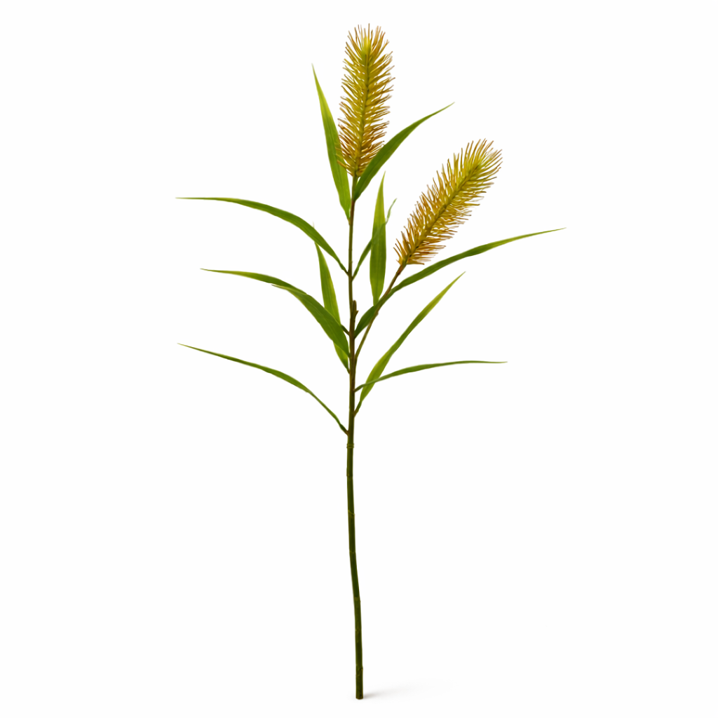 Meadow Bristle Grass