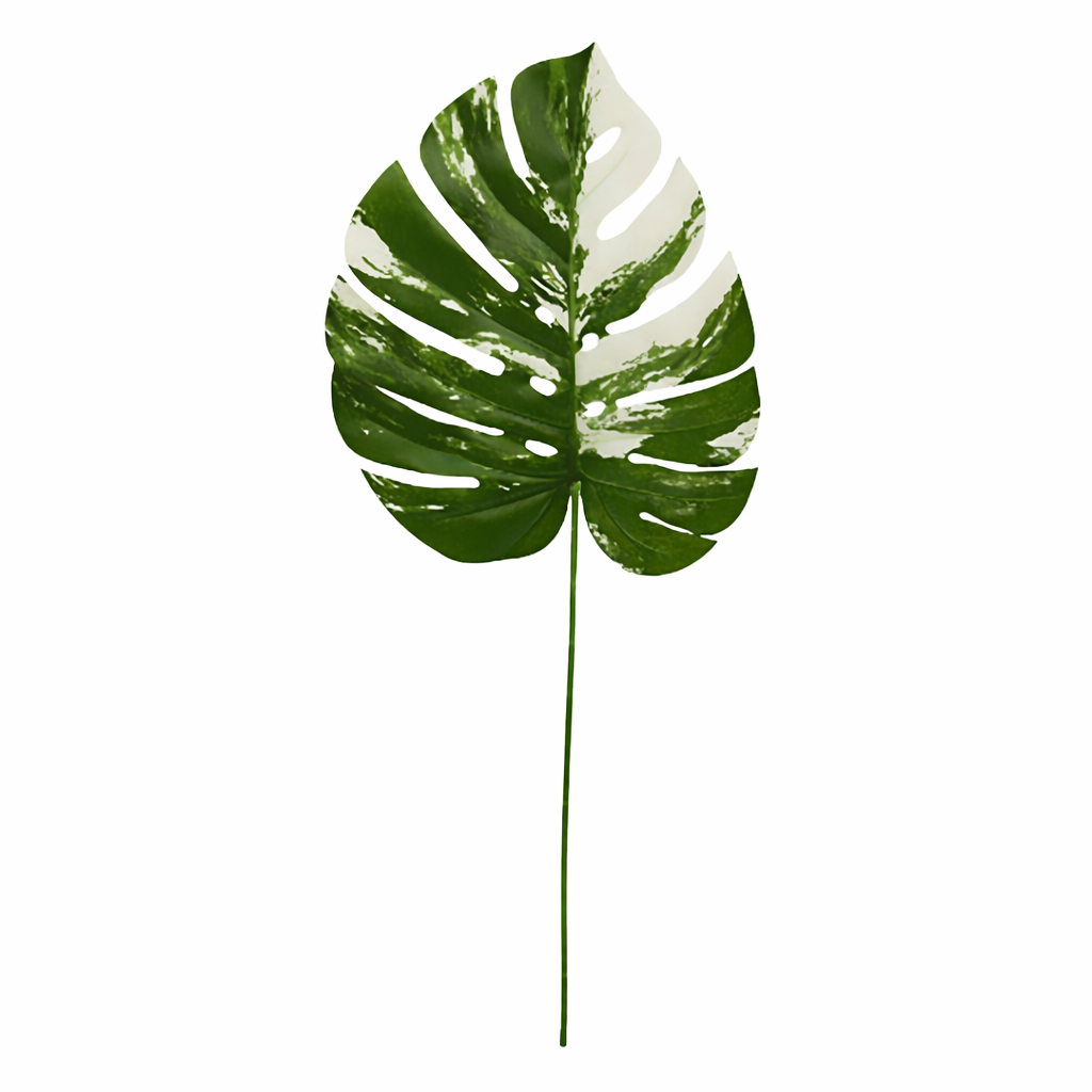 Variegated Monstera Big Leaf
