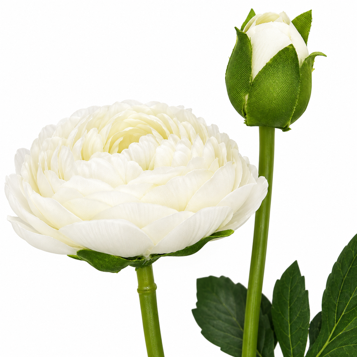 Ranunculous White