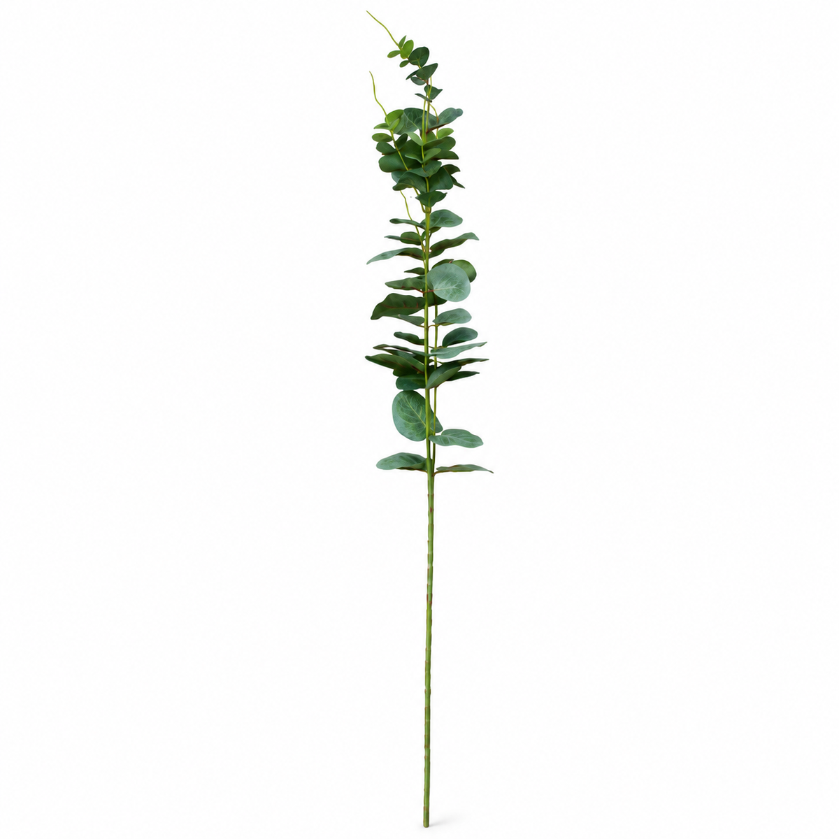 Spiral Eucalyptus Single Leaf