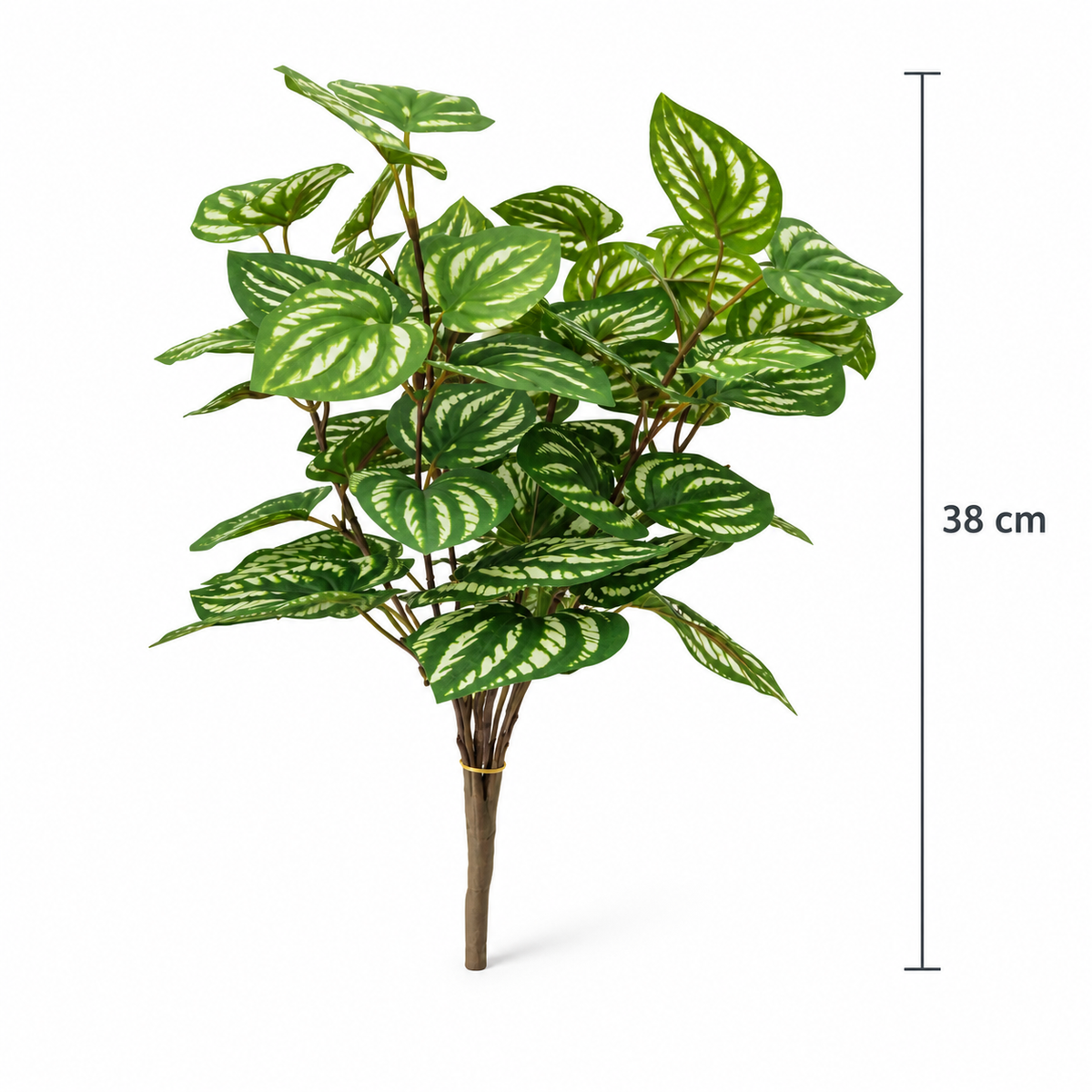 Peperomia Bunch Leaf
