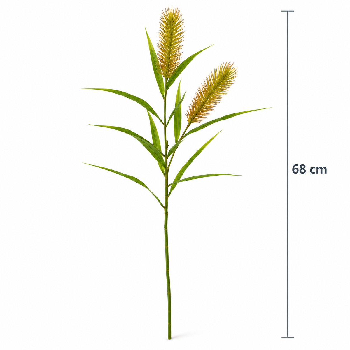 Meadow Bristle Grass