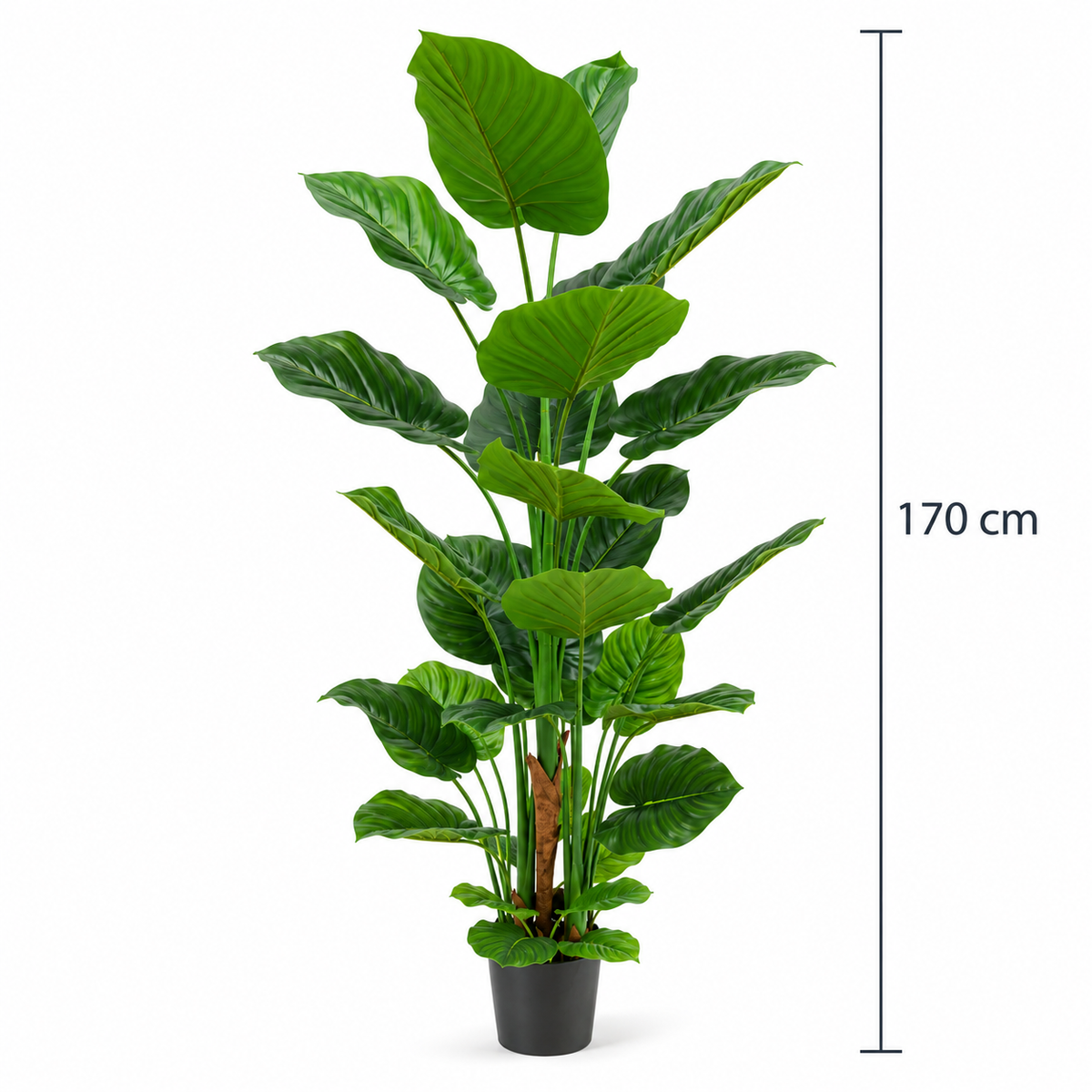 Philodendron in Pot