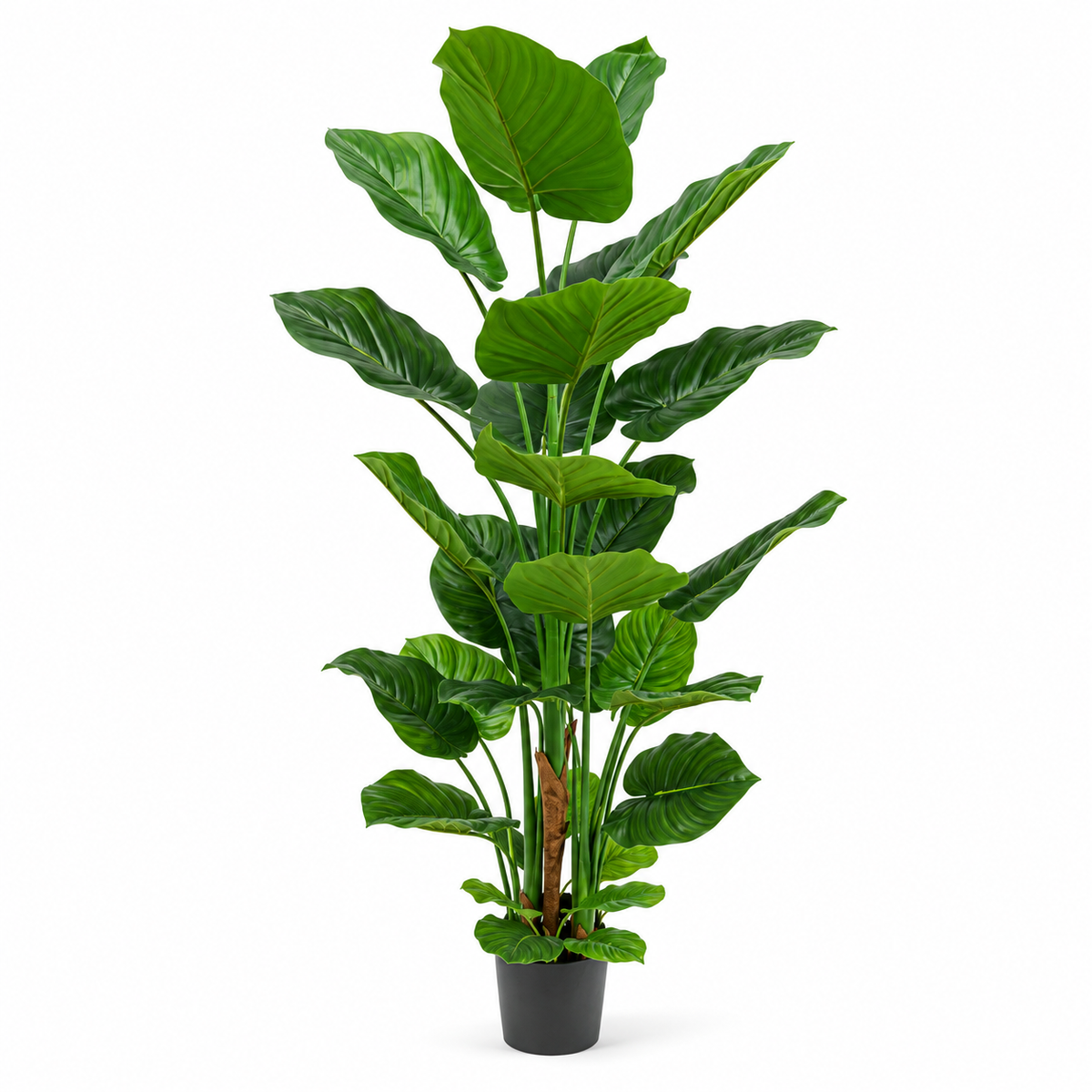 Philodendron in Pot