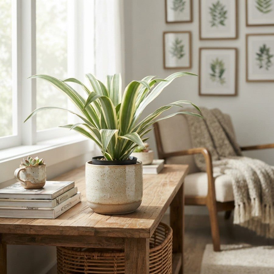 Variegated Agave 36cm