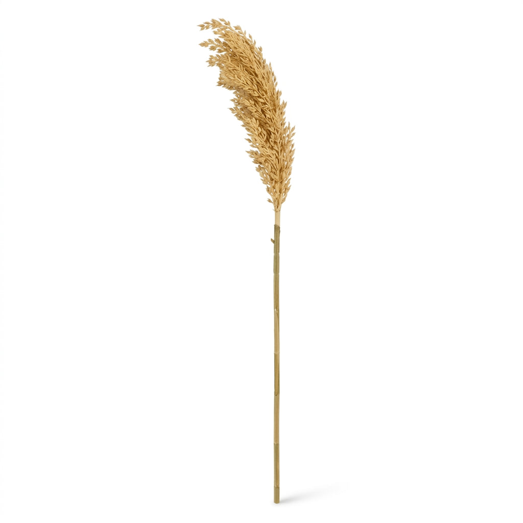 Reed Grass