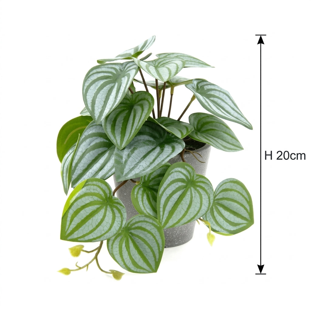 Scindapsus Potted Plant 20 cm