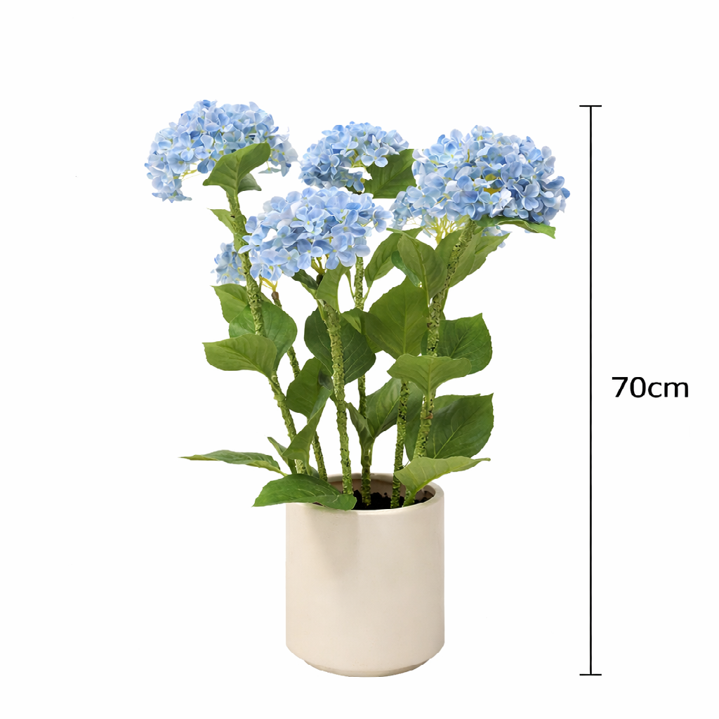 Hydrangea Potted 70 cm