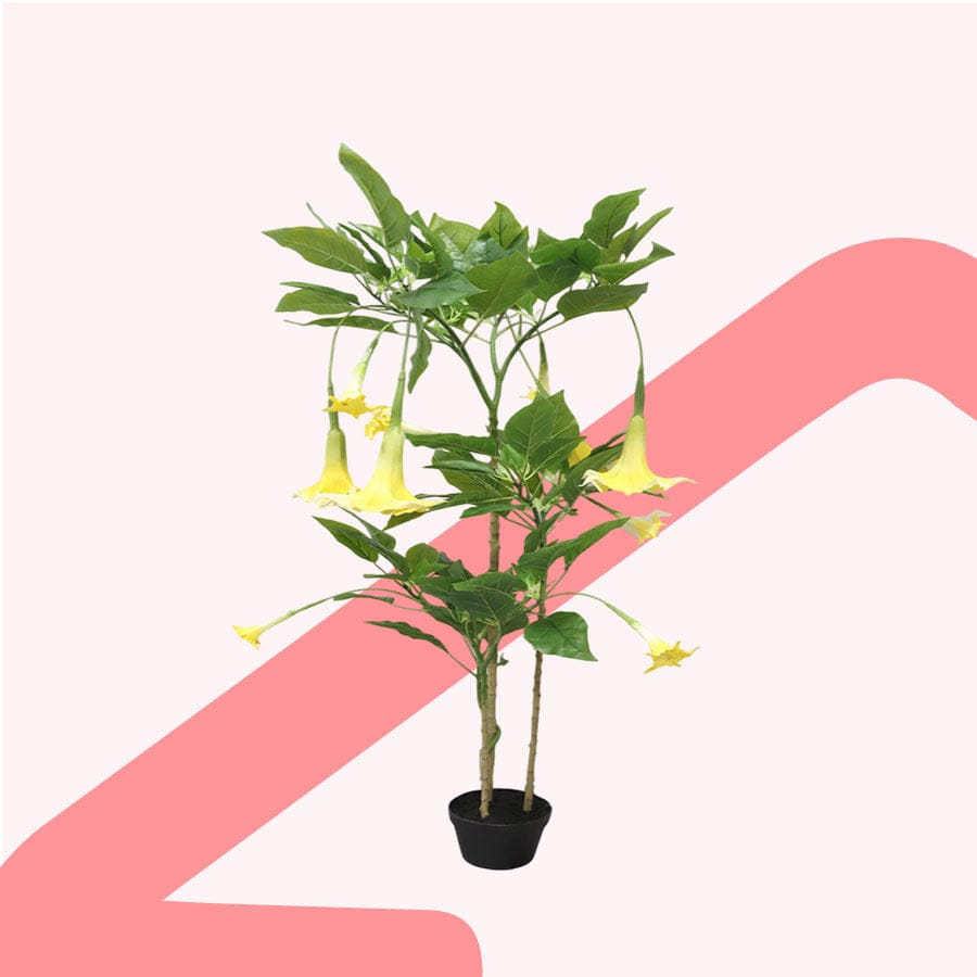 Angel Trumpet Potted Plant 160 cm