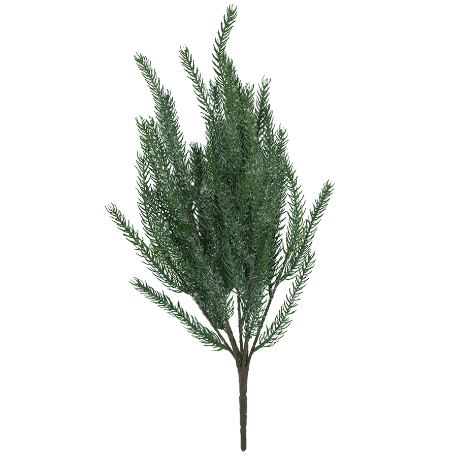 Araucaria Bunch Araucaria Bunch Mandaue Foam