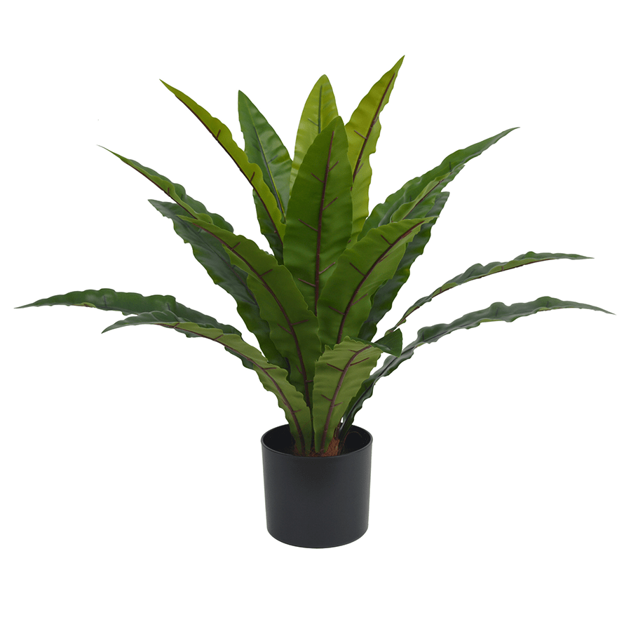 Birds Nest Fern Plant 70 cm Birds Nest Fern Plant 70 cm Mandaue Foam