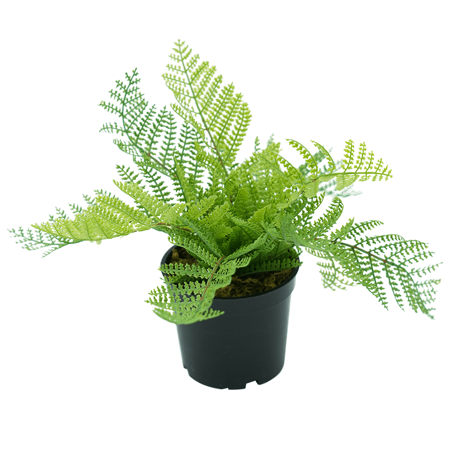 Boston Fern Boston Fern Mandaue Foam