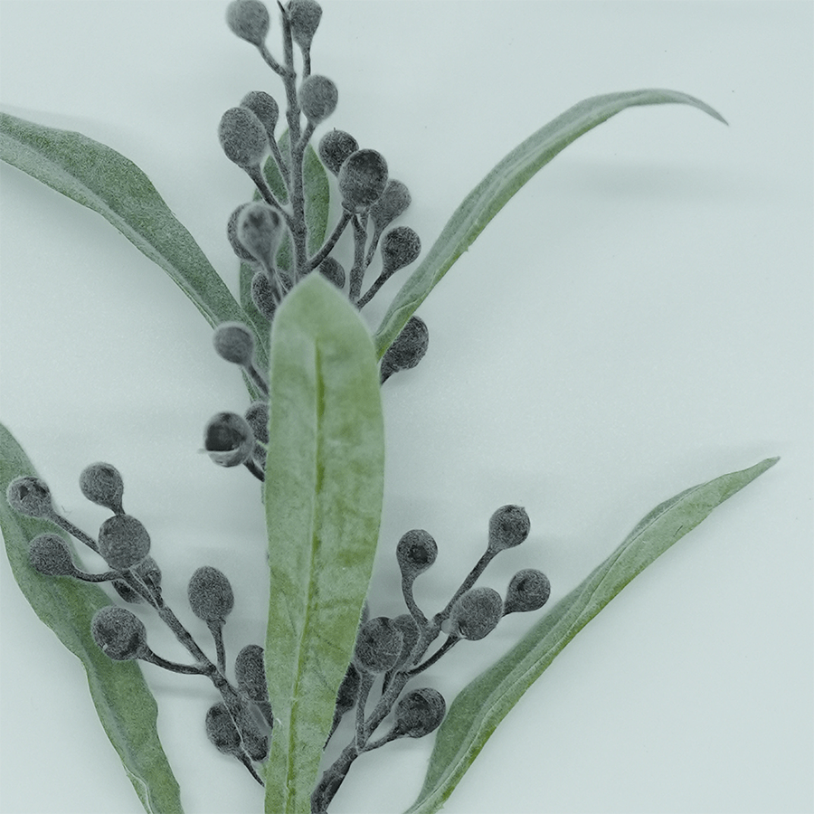 Coix Spray Coix Spray Mandaue Foam