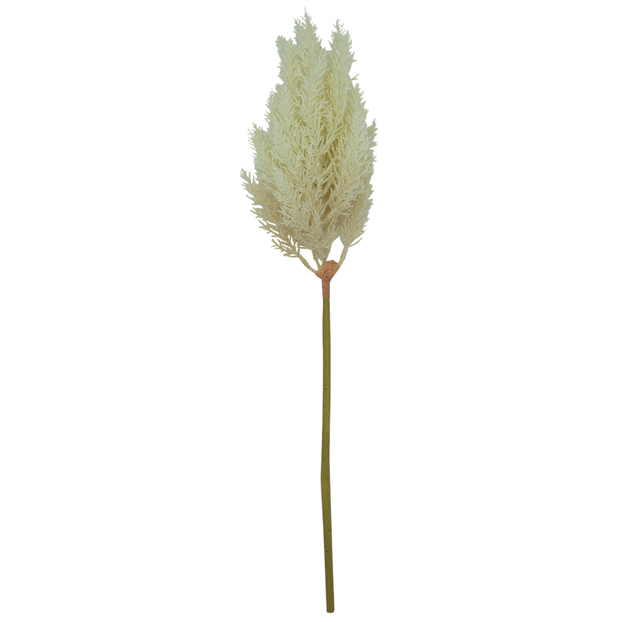 Cortaderia Grass Cortaderia Grass Mandaue Foam