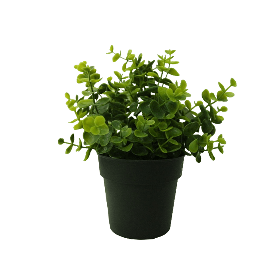 Eucalyptus Potted Plant 24cm Eucalyptus Potted Plant 24cm Mandaue Foam
