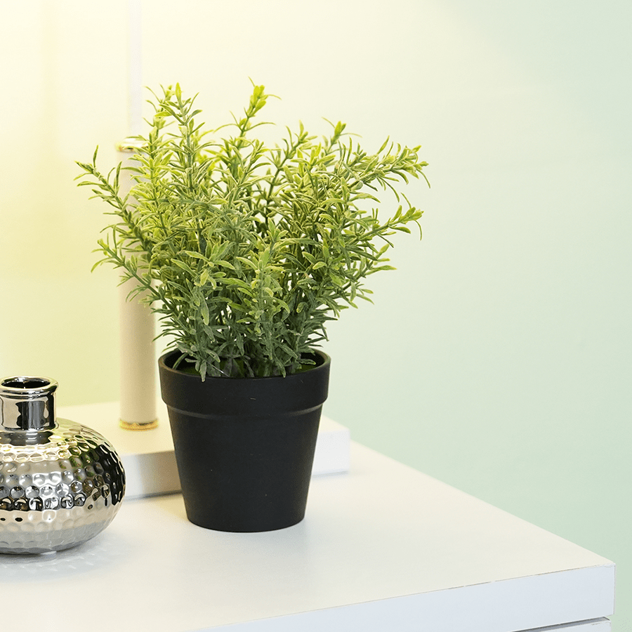 Evergreen Shrub Evergreen Shrub Mandaue Foam
