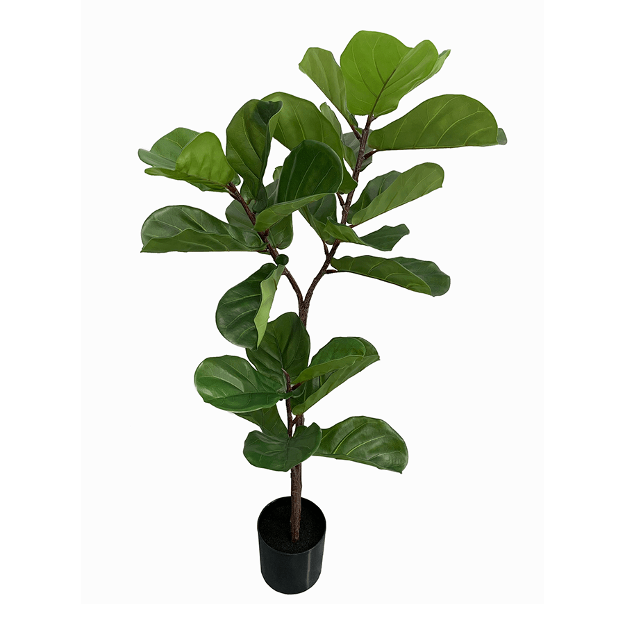 Fiddle Leaf Potted Plant Fiddle Leaf Potted Plant Mandaue Foam
